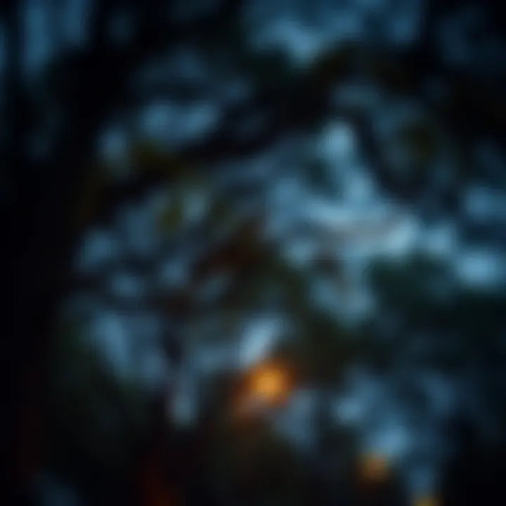 Notable Exploring Urban Forest Tree Services Notable Exploring Urban Forest Tree Services