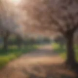 Mature fruit tree in blossom