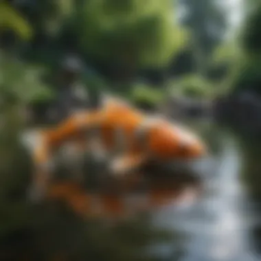 Selecting the Ideal Koi Pond Contractor Choosing the Perfect Koi Pond Contractor
