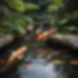 Koi Pond Contractor Selection Process