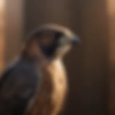 Sleek Silhouette of the Falcon Falcon with Streamlined Body