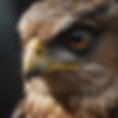 Penetrating Gaze of the Falcon Falcon's Keen Eyesight