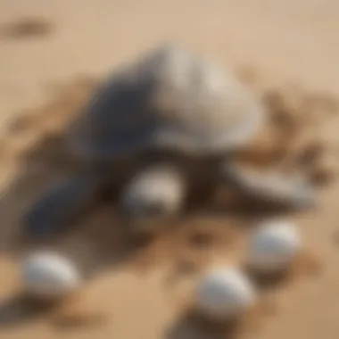 Camouflaging Instinct of Sea Turtles Protective sea turtle covering nest with sand to camouflage eggs
