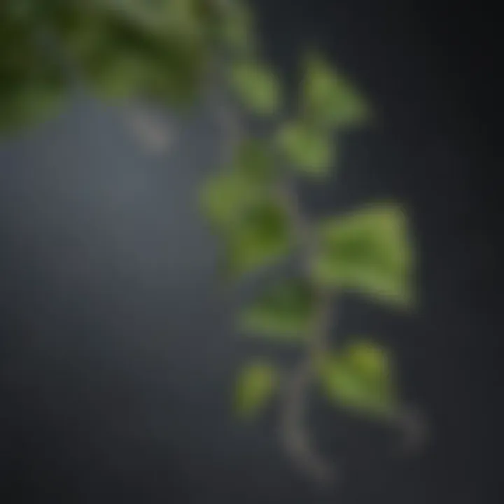 Close-up of delicate tendrils of a climbing vine plant reaching out