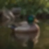 Majestic Mallard Duck in Natural Habitat