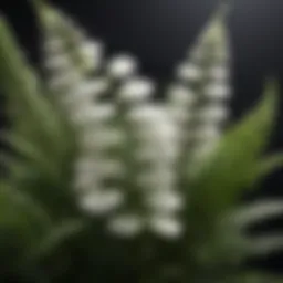 Elegant white flowers of the fern-like plant