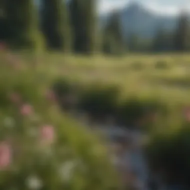 Flourishing Flora in ADK Meadow