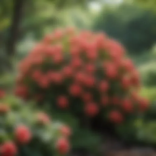 Flowering shrub in full bloom against a backdrop of vibrant green leaves