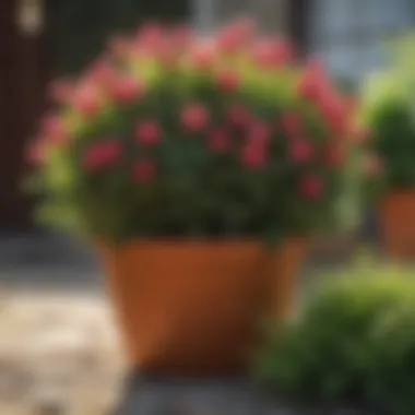 Vibrant Flowering Shrubs in Full Sun Lush flowering shrubs in vibrant pots under bright sun