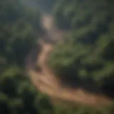 Aerial view of forest regeneration after strategic tree cutting