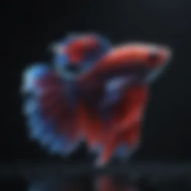 Majestic Betta Fish Majestic Betta Fish Displaying Colorful Fins