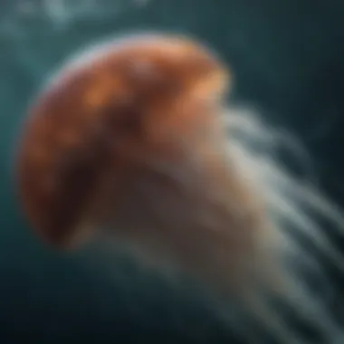 Enigmatic Gelatinous Creature in the Deep Giant Jellyfish Drifting Serenely in Open Waters