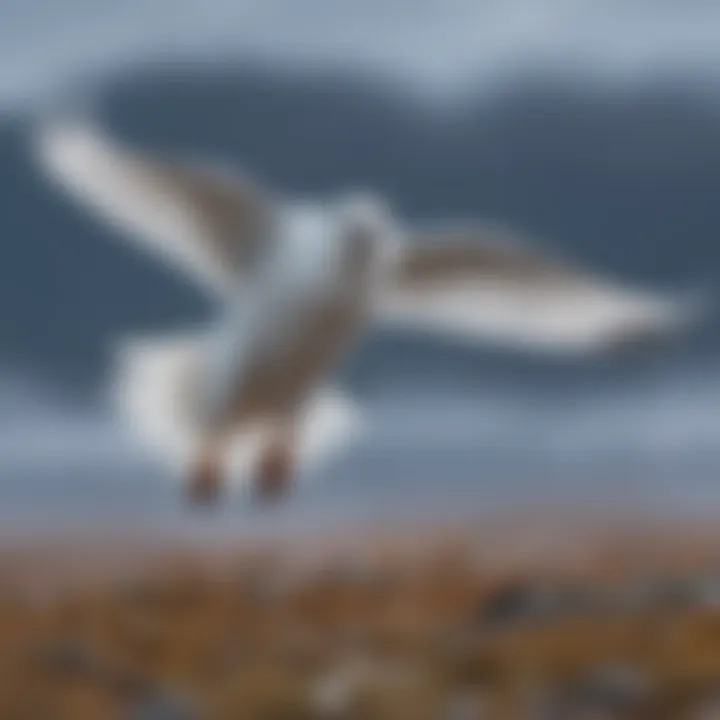 Graceful Avian Gliding Over Arctic Tundra