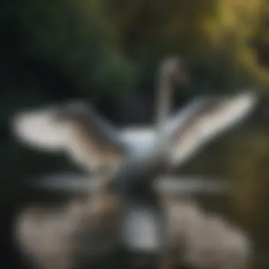 Elegance in Motion Graceful swan gliding on serene water