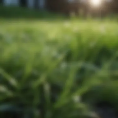 Lush green grass with morning dew