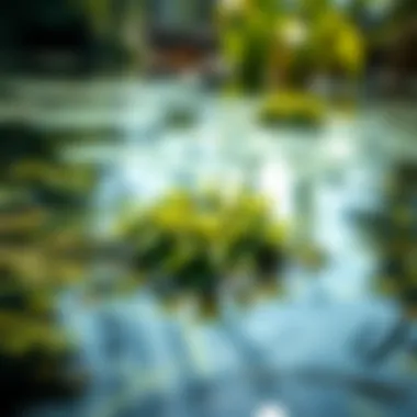 Showcase of an aquatic ecosystem thriving after using GreenClean Pro Algaecide