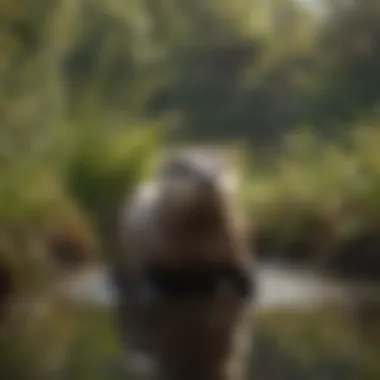 Wetlands: Essential Habitat for Otters Wetlands filled with diverse flora, highlighting the importance of these ecosystems for otters.