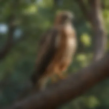 Majestic hawk perched on a tree branch