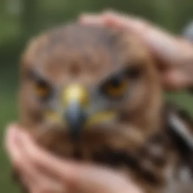 Close-up of a hawk being examined by a wildlife rehabilitator, highlighting the care involved in rehabilitation