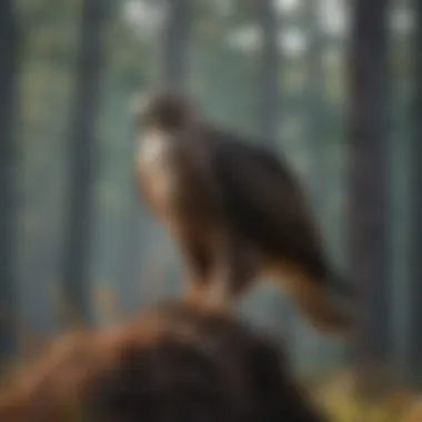 Release into Natural Habitat A serene habitat where rehabilitated hawks are released back into the wild, symbolizing hope and recovery