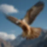 A majestic hawk in flight, showcasing its wingspan against a clear blue sky