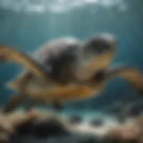 Hawksbill turtle gliding through clear waters