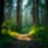 Serene view of a forested trail in New York State