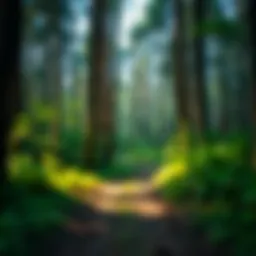 Serene view of a forested trail in New York State