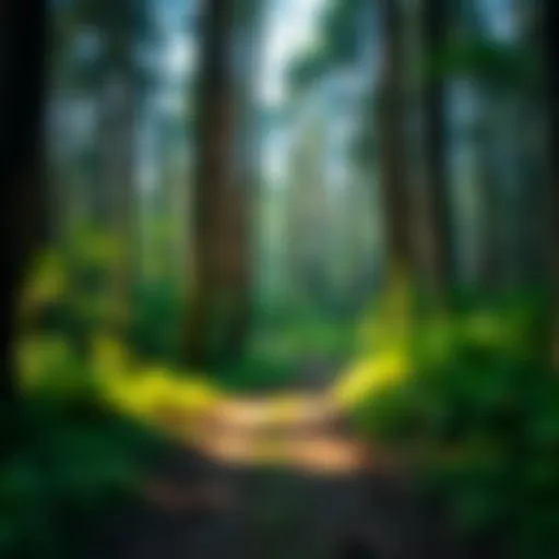 Serene view of a forested trail in New York State