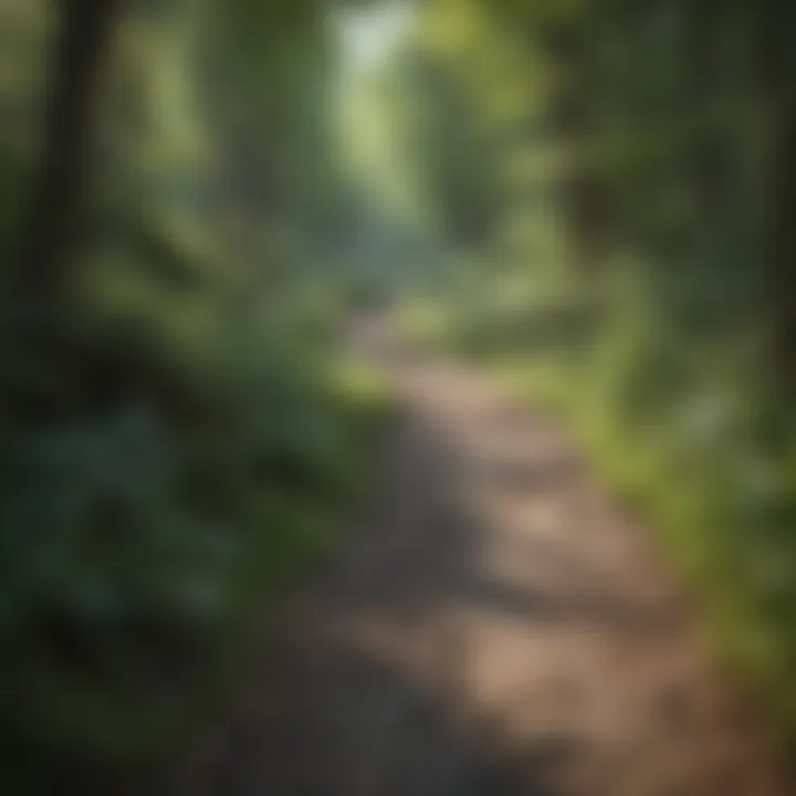 Hiking Trail in Penn State Forest