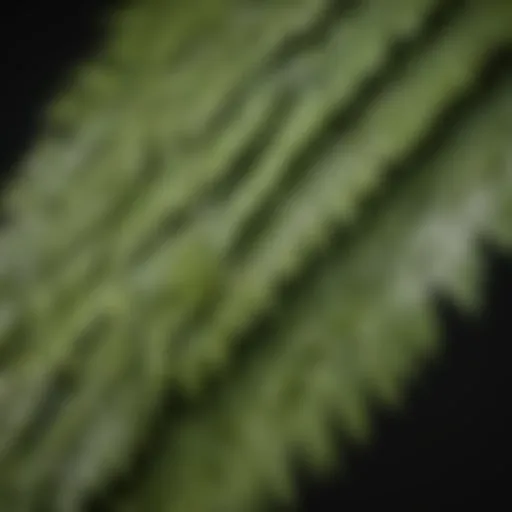 Close-up of ash tree leaves showcasing their unique serrated edges.