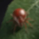 Close-up view of a tick on a leaf, showcasing its detailed anatomy.