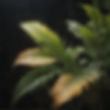Discoloration: Understanding Plant Health Close-up of discolored plant foliage