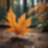 Symptoms of wilting leaves on a plant
