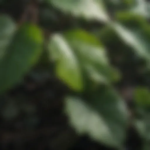 Close-up of poison ivy leaves showcasing their unique characteristics