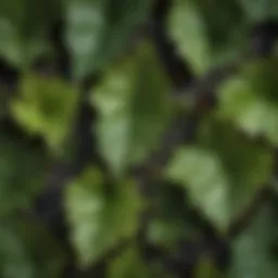 Close-up of poison ivy leaves showcasing their glossy texture and distinct leaf shape