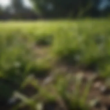 Close-up of grass clippings decomposing on the lawn