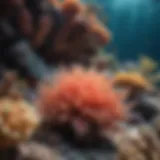 Vibrant Coral Reef Ecosystem