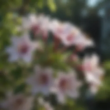 Intricate Native Beauty Close-up of intricate blossoms on a native flowering shrub