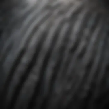 Close-up of the intricate feather patterns of a Loon