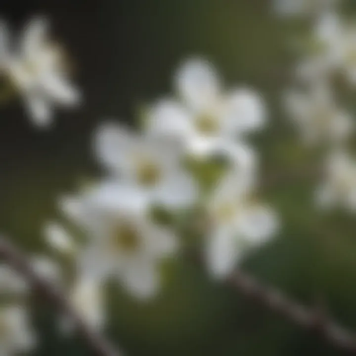 Ivory Blossom on Branch