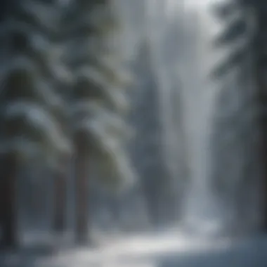 Evergreen Trees in Winter A winter landscape showcasing evergreen trees blanketed with snow