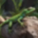 A vibrant green lizard basking on a rock in its natural habitat