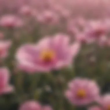 Delicate Pink Petals of Wildflower