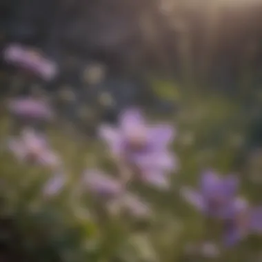 Subtle Purple Blooms of Low Growing Wildflower