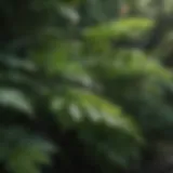 Lush Green Bush with Vibrant Leaves