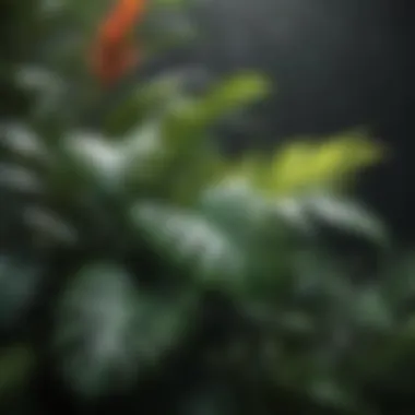 Lush Tropical Foliage Lush Tropical Foliage at Plants for All Seasons Nursery