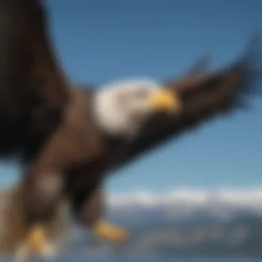 Close-up of a majestic bald eagle in flight against a clear blue sky