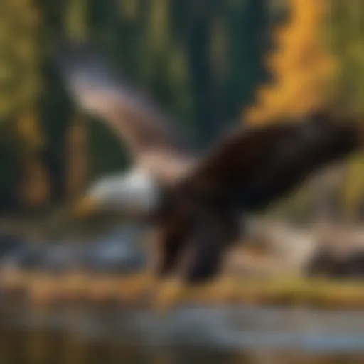 Majestic Bald Eagle in Flight