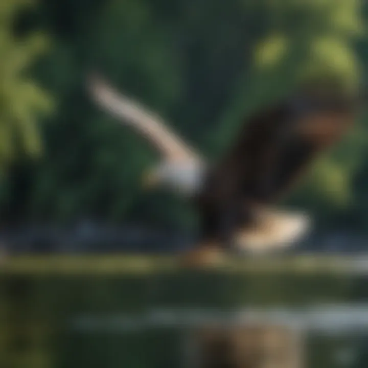 A majestic bald eagle soaring above the lush greenery surrounding Lake Erie